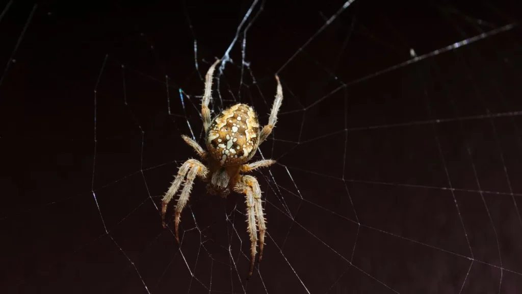 Effective Strategies: How to Get Rid of Spiders in Your Basement