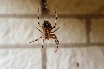 How to Get Rid of Spiders in Your Basement