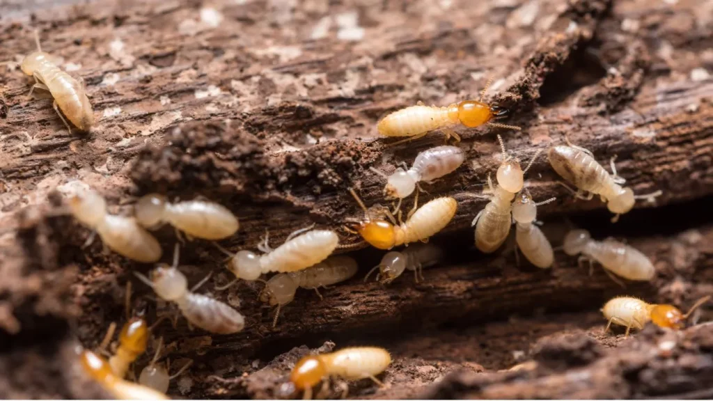 What Do Termites Look Like to the Human Eye? A Comprehensive Guide to Identifying These Pests