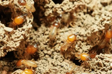 What Do Termites Look Like to the Human Eye