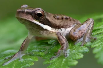 Why Do Frogs Not Like Mint? Uncovering the Mystery