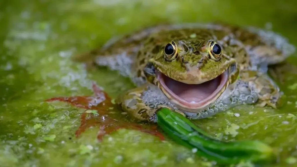 Why Frogs Dislike Mint: Understanding the Science Behind Their Aversion