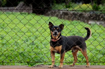 How to Stop Your Dog from Jumping the Fence