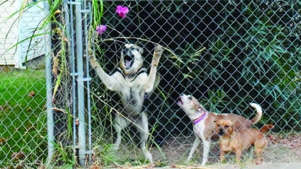 Effective Ways to Prevent Your Dog from Jumping the Fence