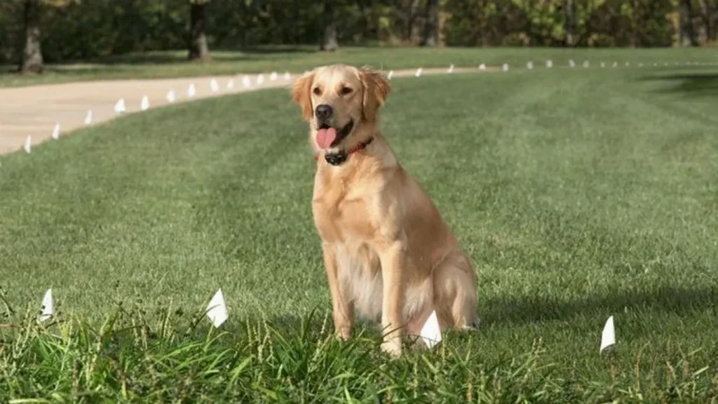 How to Keep Your Dog in the Yard: Effective Training and Containment Methods