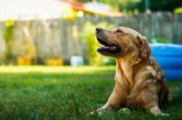 Effective Methods to Keep Your Dog in the Yard