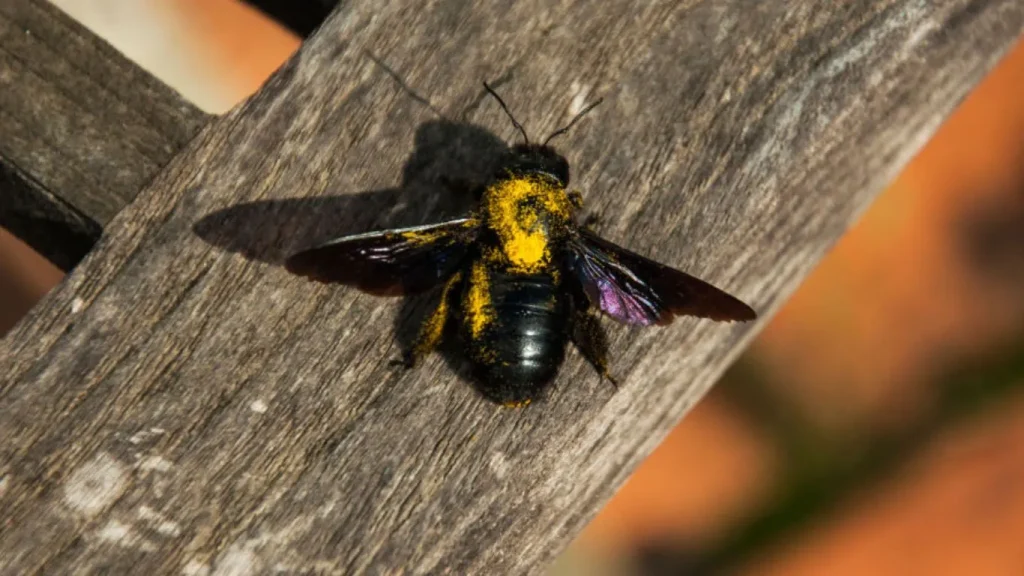 How to Keep Wood Bees Away: Effective Strategies and Prevention Tips