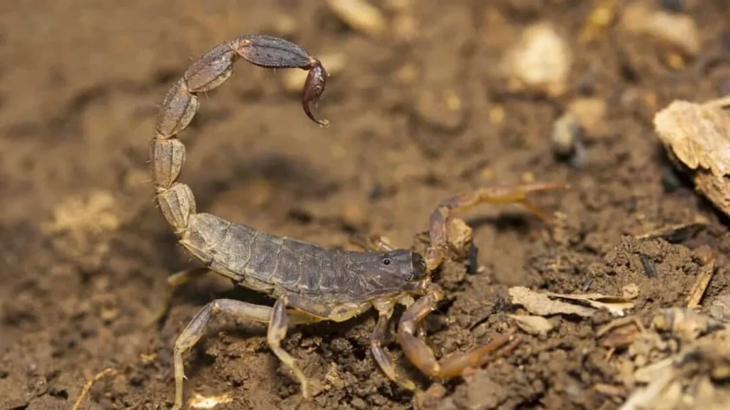 What Attracts Scorpions: Understanding and Preventing Scorpion Infestations