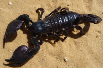 What Attracts Scorpions and How to Keep Them Away