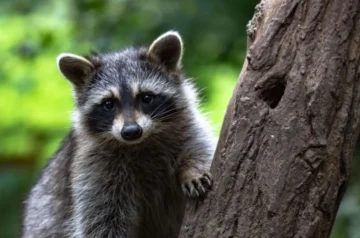 A Complete Guide to Keeping Your Yard Raccoon Free