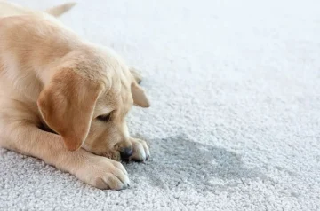 Why Does My Dog’s Pee Smell So Bad?