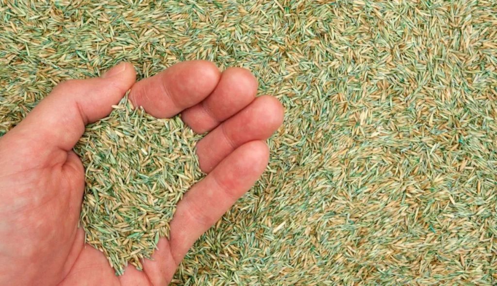 Why Grass Seed Costs So Much: Factors Behind the Price Tag