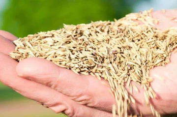 Why Grass Seed Prices Are So High: Factors and Tips for Saving