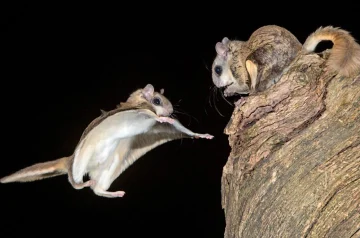 How to Catch a Flying Squirrel: Tips, Traps, and Humane Handling