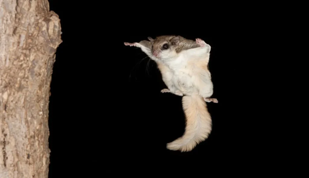 How to Catch a Flying Squirrel: A Complete Guide