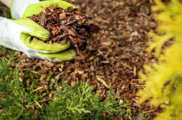 Effective Methods for Disposing of Old Mulch: Eco-Friendly Tips and Tricks