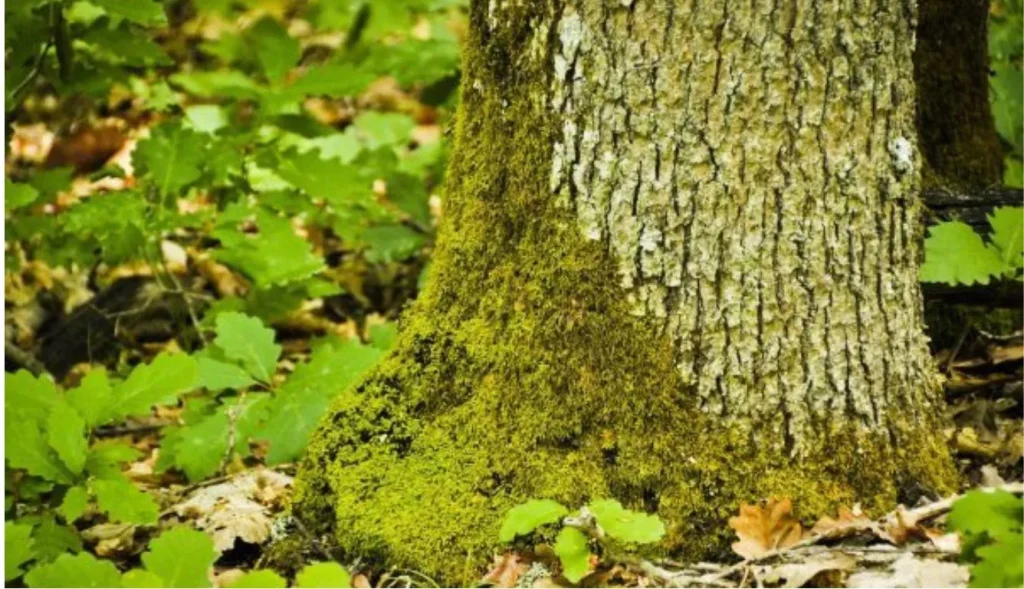 Effective Ways to Get Rid of Moss on Trees: A Comprehensive Guide