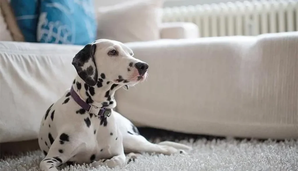 Ultimate Guide: How to Protect Your Carpet from Dogs