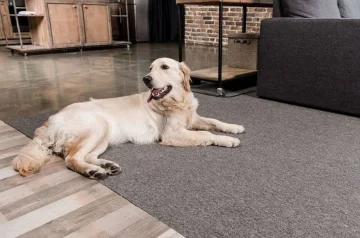 How to Protect Your Carpet from Dogs: Essential Tips and Tricks