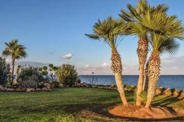 The Guide to Watering Palm Trees: Tips for Thriving Plants