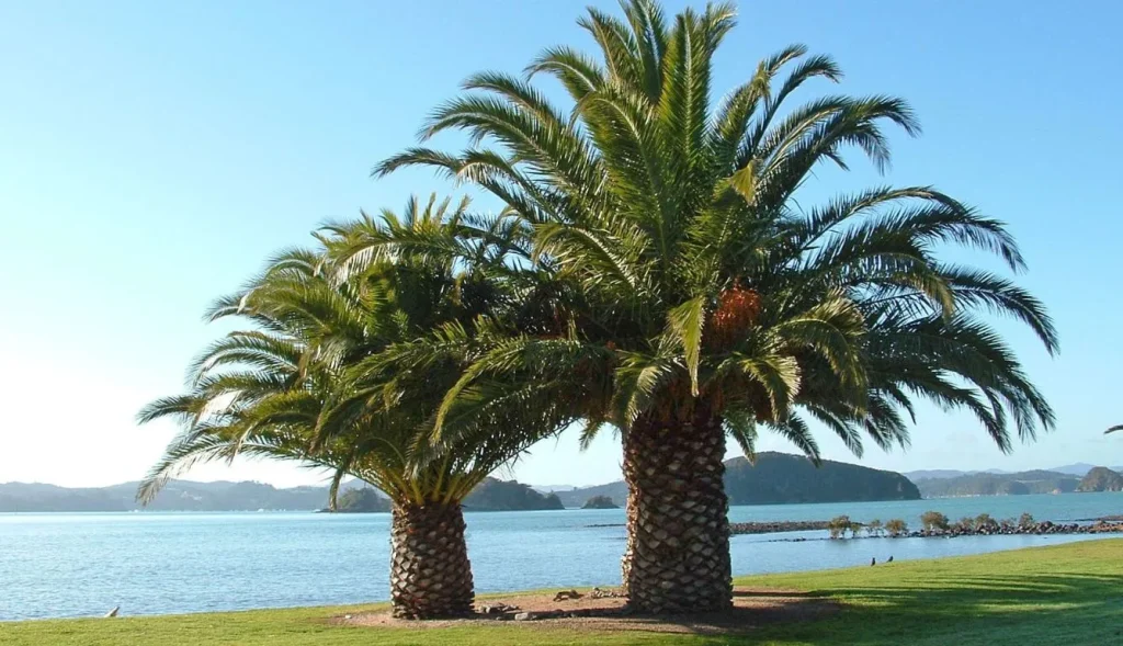 The Guide to Watering Palm Trees: Tips for Thriving, Lush Plants
