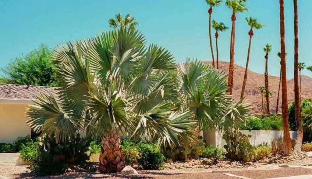 The Guide to Watering Palm Trees: Tips for Healthy and Thriving Palms