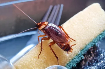 Effective Natural Roach Repellents: Safe and Eco-Friendly Solutions