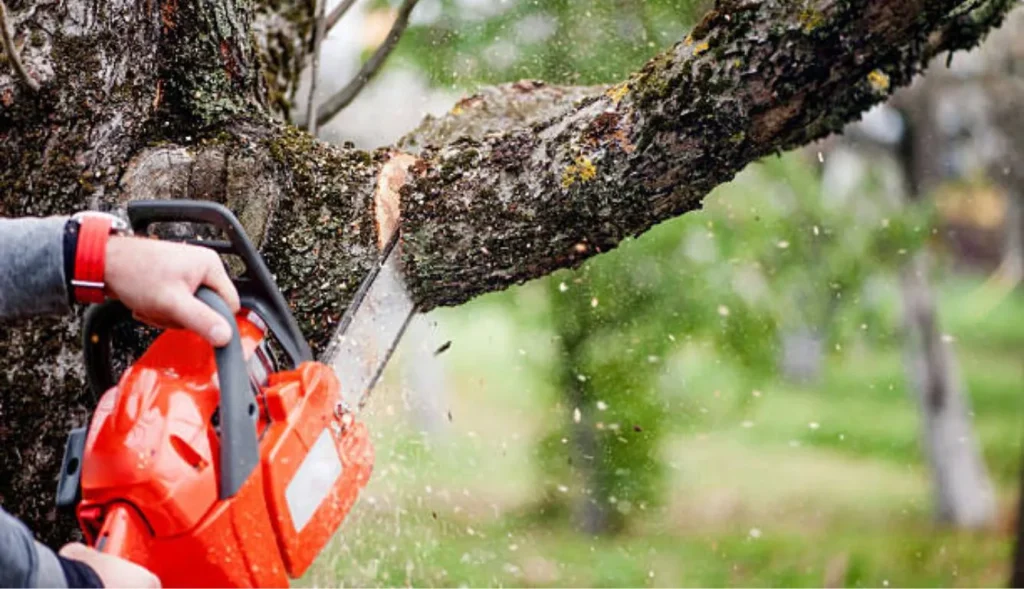 What Is a Tree Cutter Called? Understanding Tree Cutting Professionals