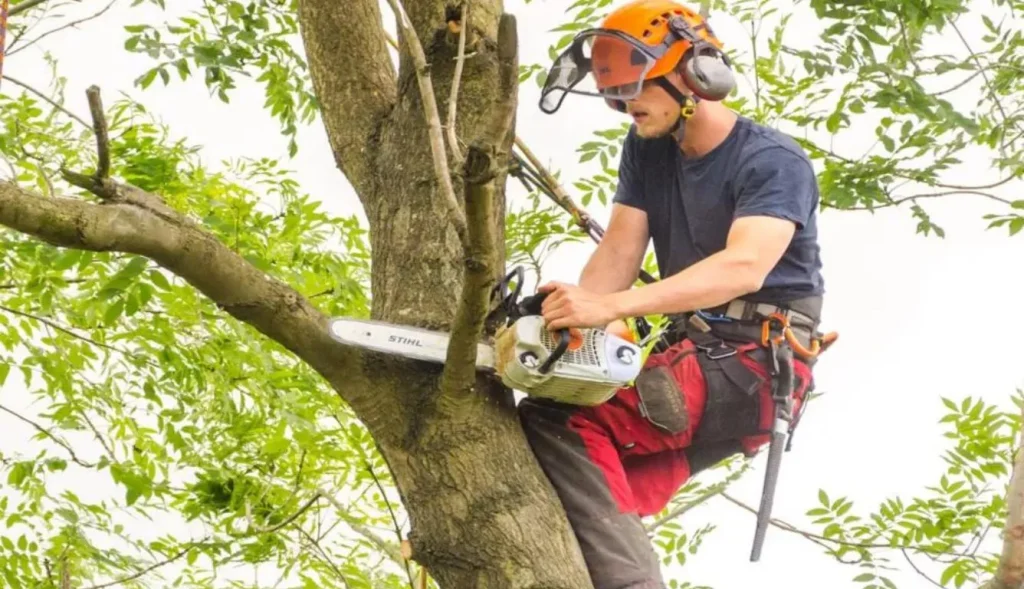 What Is a Tree Cutter Called? Understanding the Terminology


