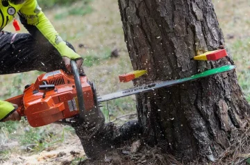 What Is a Tree Cutter Called? Understanding Tree Cutting Professionals