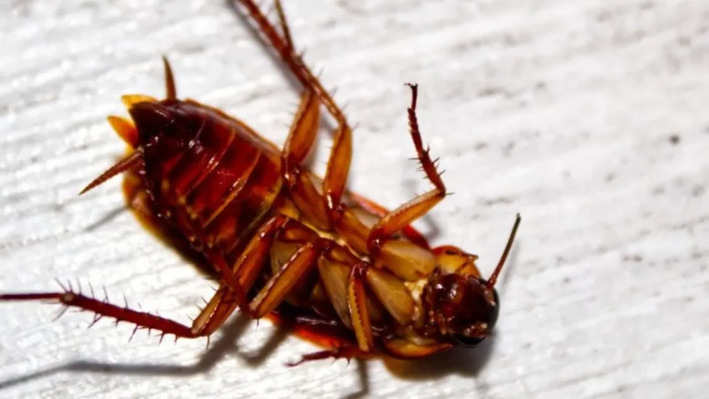 At What Temperature Do Roaches Die? Understanding Heat and Cold Solutions for Roach Control