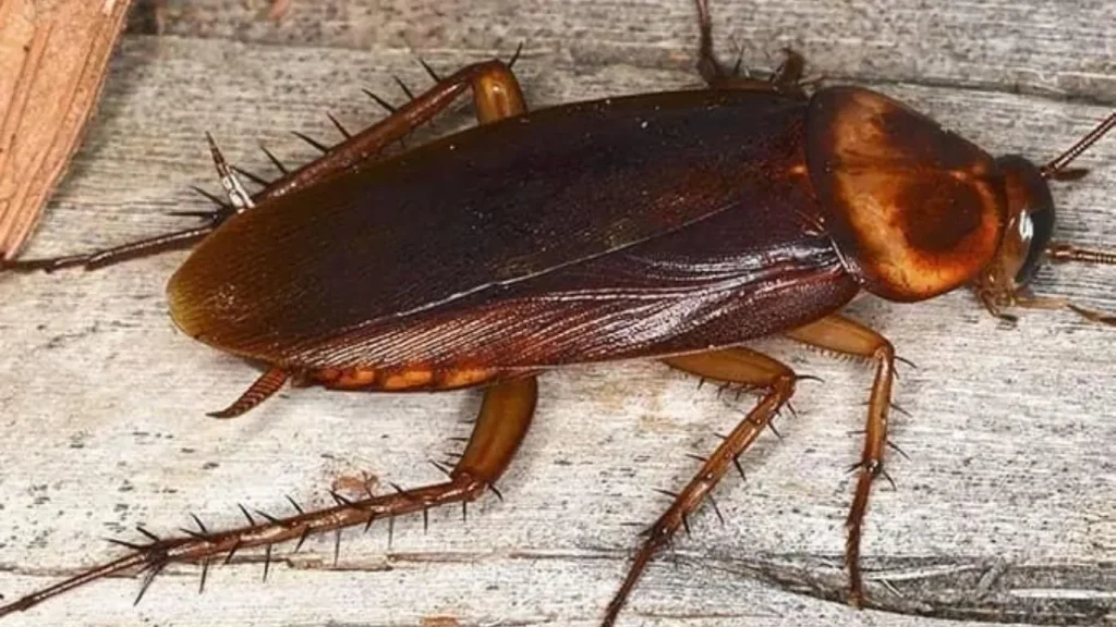 At What Temperature Do Roaches Die? Understanding Heat and Cold Solutions for Roach Control