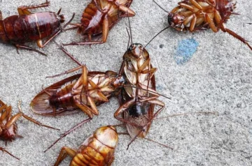 At What Temperature Do Roaches Die? Understanding Heat and Cold Treatments