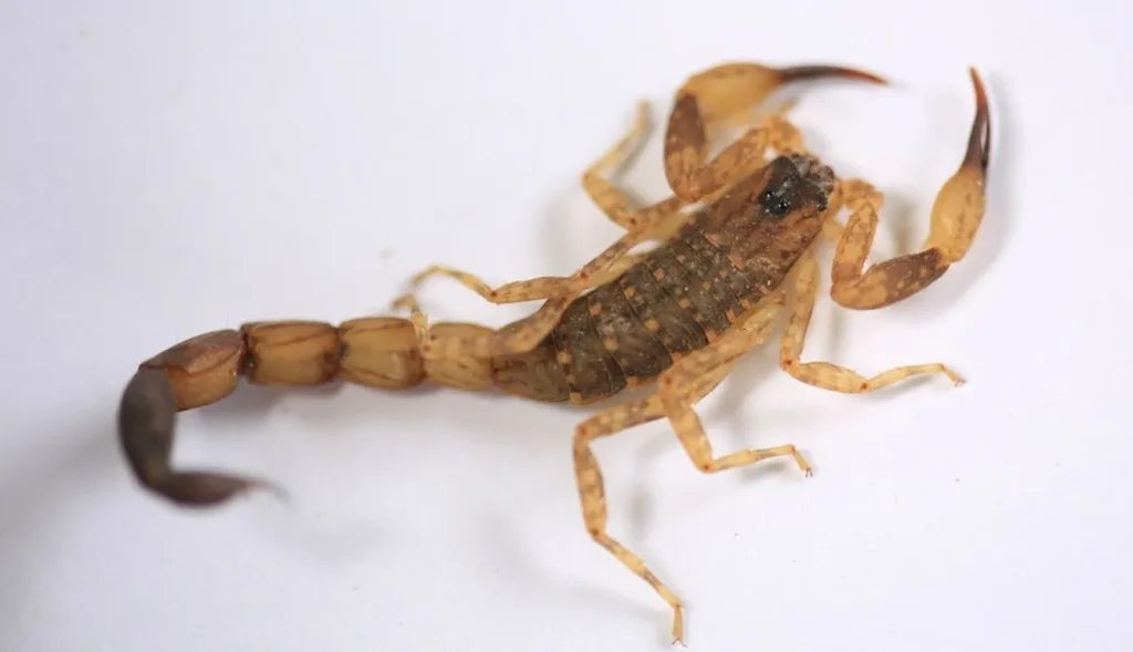 Why Scorpions Enter Your Home: Causes, Prevention, and Solutions