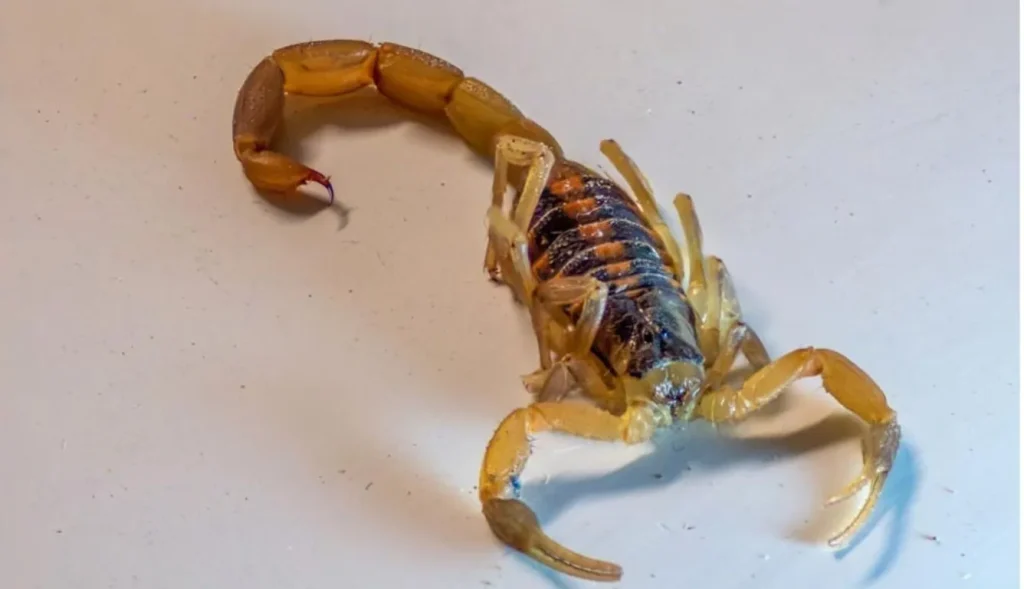 Why Do Scorpions Enter Your Home? Causes, Prevention, and Management Tips