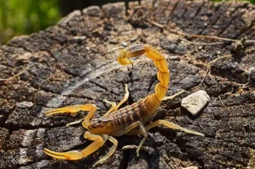 Why Do Scorpions Come in the House? Causes, Prevention, and Management