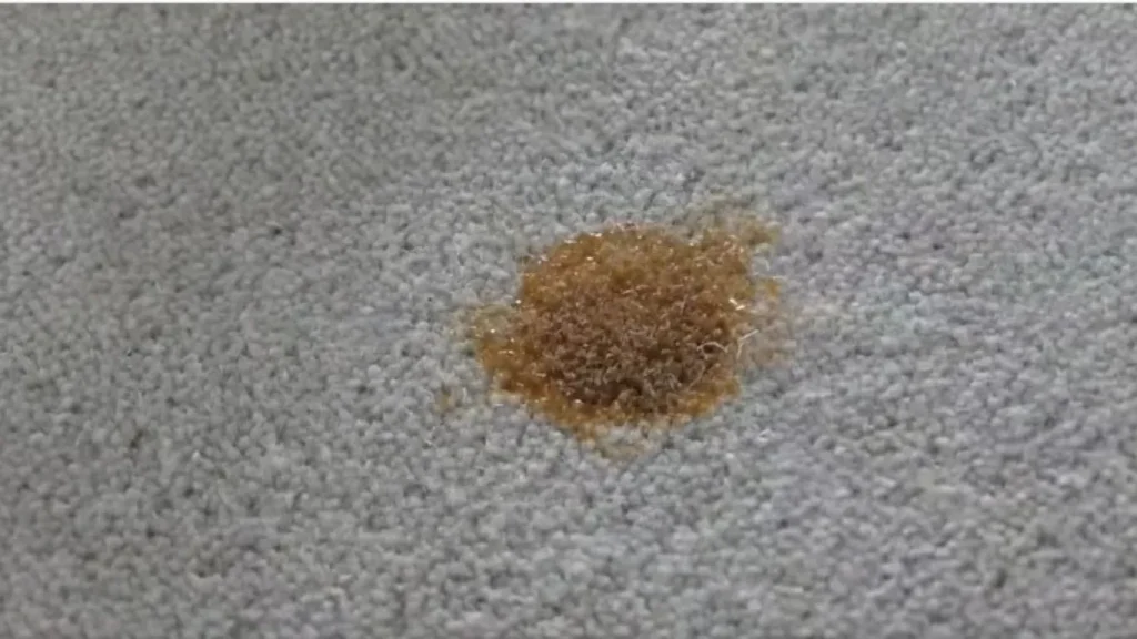 "Ultimate Guide: How to Get BBQ Sauce Out of Carpet Easily"


