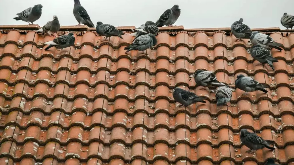 Effective Ways to Rid Pigeons from Your Roof: Keep Your Home Bird-Free