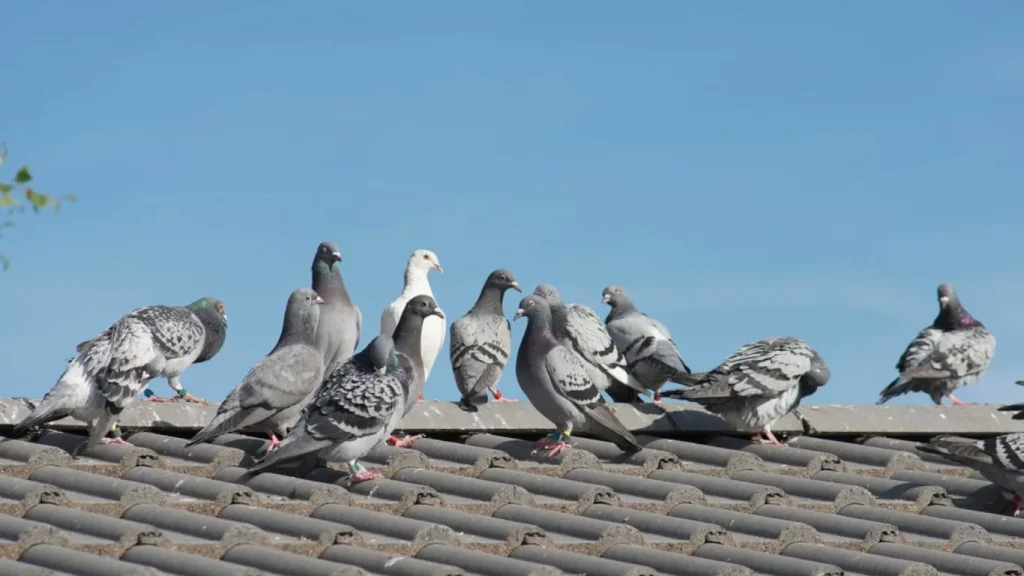 Effective Ways to Rid Pigeons from Your Roof: Keep Your Home Bird-Free