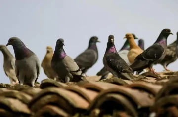 Effective Ways to Rid Pigeons from Your Roof: A Complete Guide